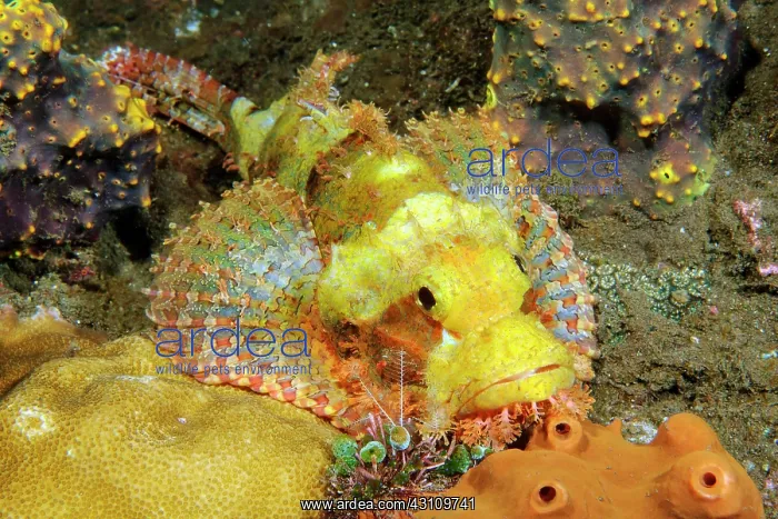 : Bearded scorpionfish (Scorpaena barbatus) camouflages