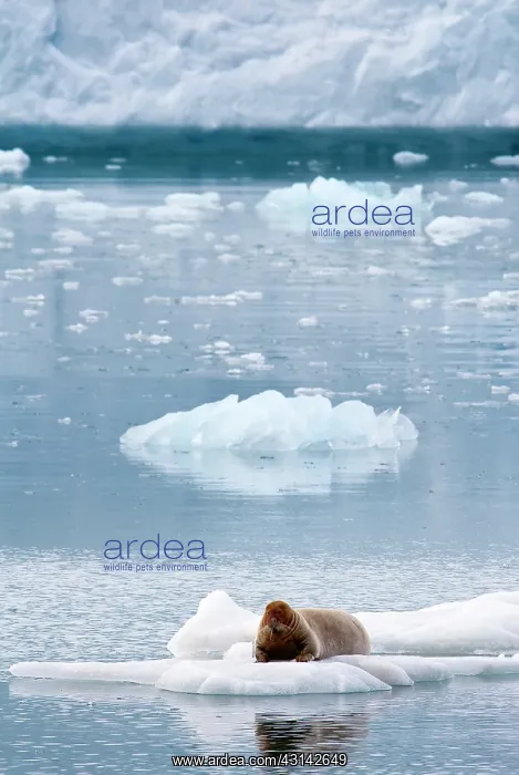 : Bearded Seal : Bearded Seal