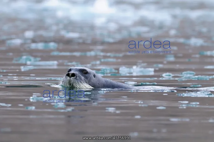 : Bearded Seal : Bearded Seal