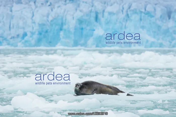 : Bearded Seal : Bearded Seal