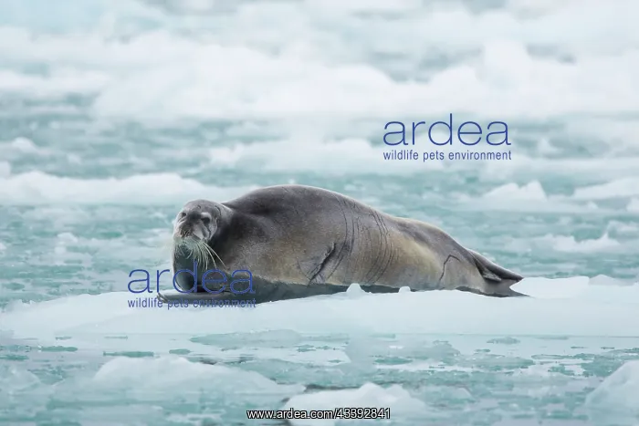 : Bearded Seal : Bearded Seal