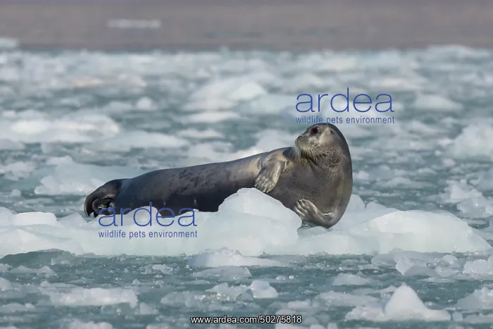 : Bearded Seal : Bearded Seal