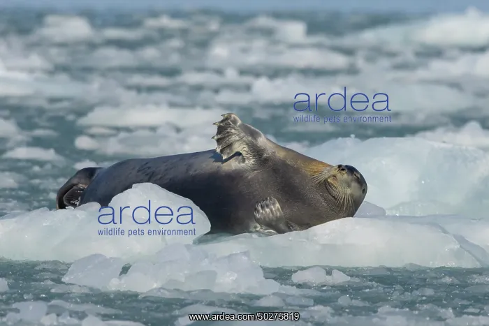 : Bearded Seal : Bearded Seal