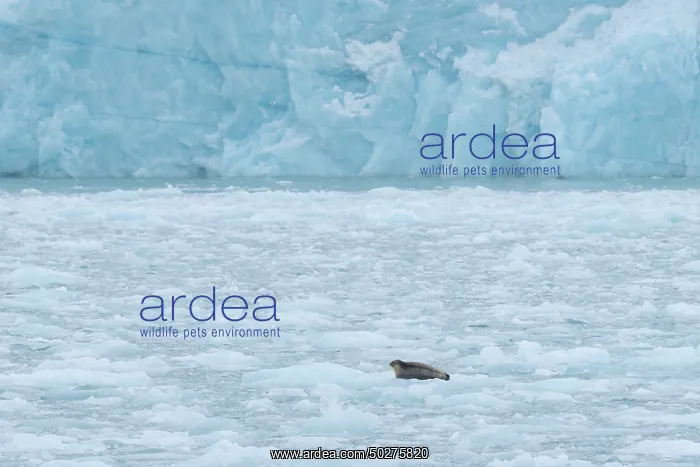 : Bearded Seal : Bearded Seal