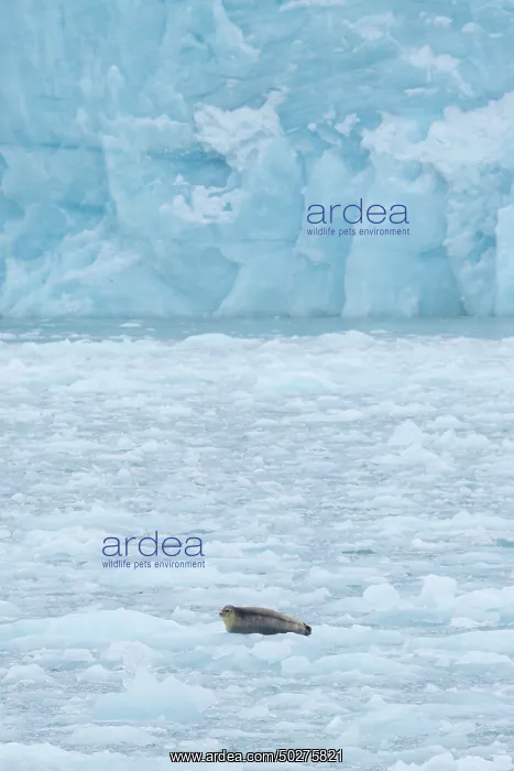: Bearded Seal : Bearded Seal