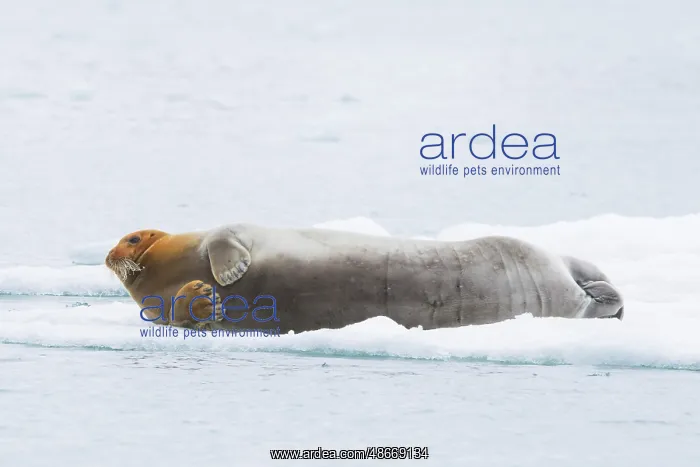 : Bearded Seal 59 : Bearded Seal 59