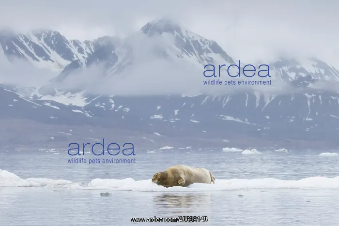 : Bearded Seal 65 : Bearded Seal 65