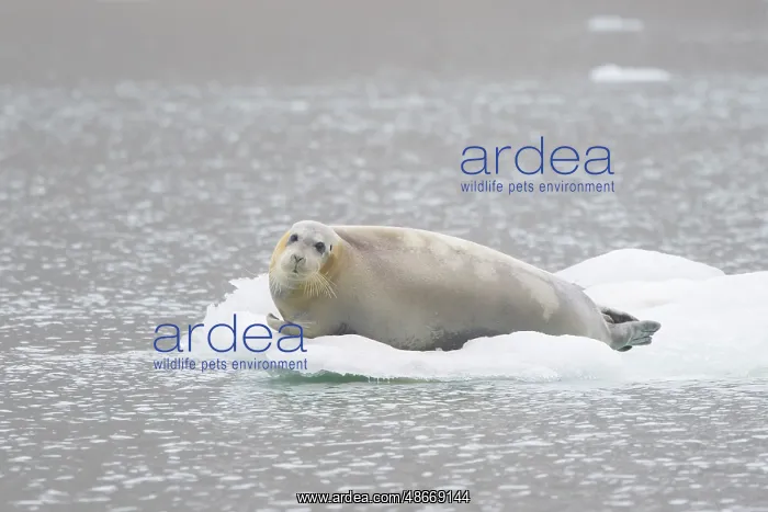 : Bearded Seal 68 : Bearded Seal 68