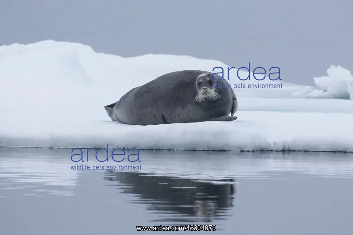 : Bearded Seal - adult seal resting on ice - Spetsbergen : Bearded Seal - adult seal resting on ice - Spetsbergen
