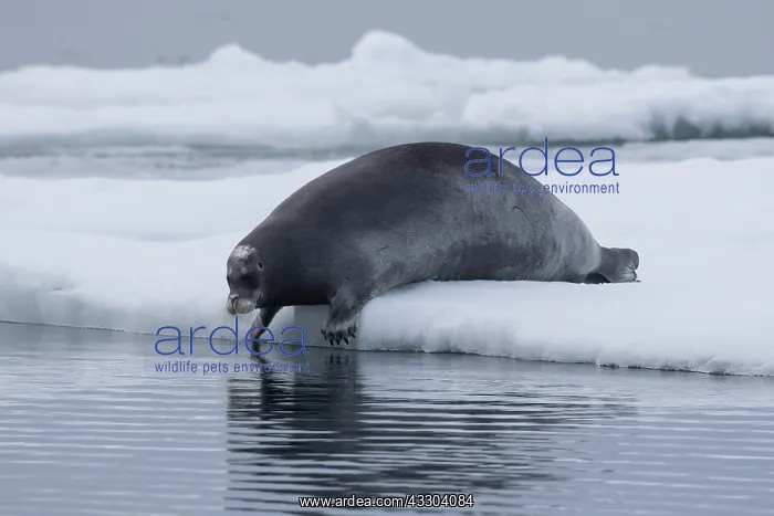 : Bearded Seal - adult seal resting on ice - Spetsbergen : Bearded Seal - adult seal resting on ice - Spetsbergen