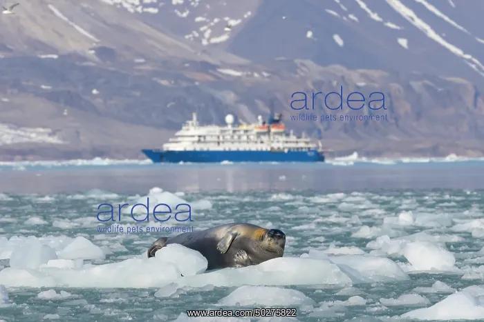 : Bearded Seal boat : Bearded Seal boat