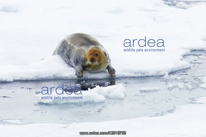 : Bearded Seal - entering sea from sea ice haul out : Bearded Seal - entering sea from sea ice haul out