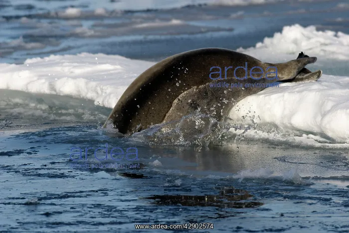: Bearded Seal - entering water : Bearded Seal - entering water