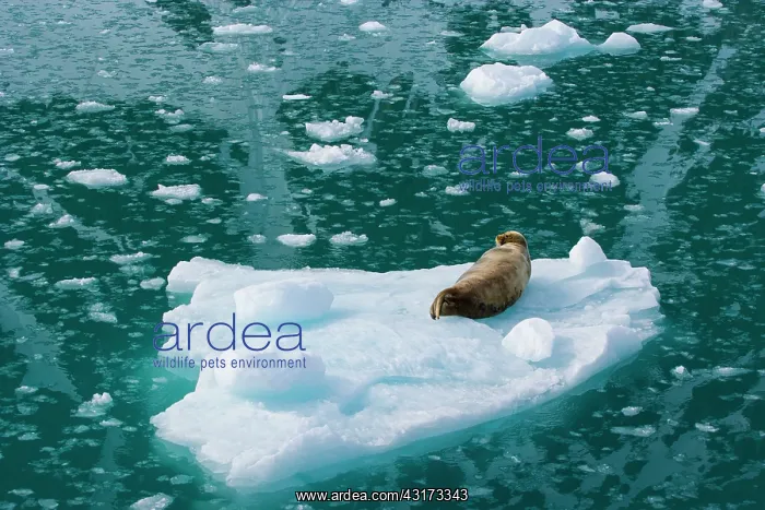 : Bearded Seal (Eriganthus barbatus) on floating ice : Bearded Seal (Eriganthus barbatus) on floating ice