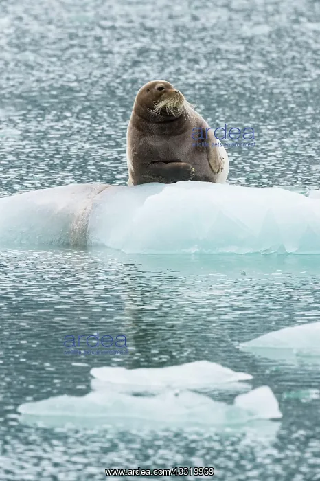 : Bearded seal (Erignathus barbatus) on pack ice : Bearded seal (Erignathus barbatus) on pack ice