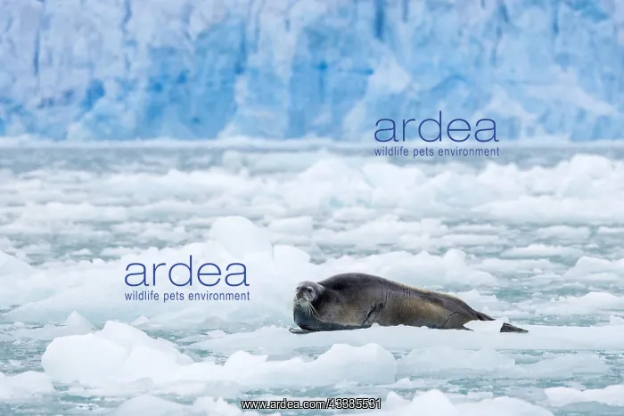 : Bearded seal (Erignathus barbatus) resting on ice : Bearded seal (Erignathus barbatus) resting on ice