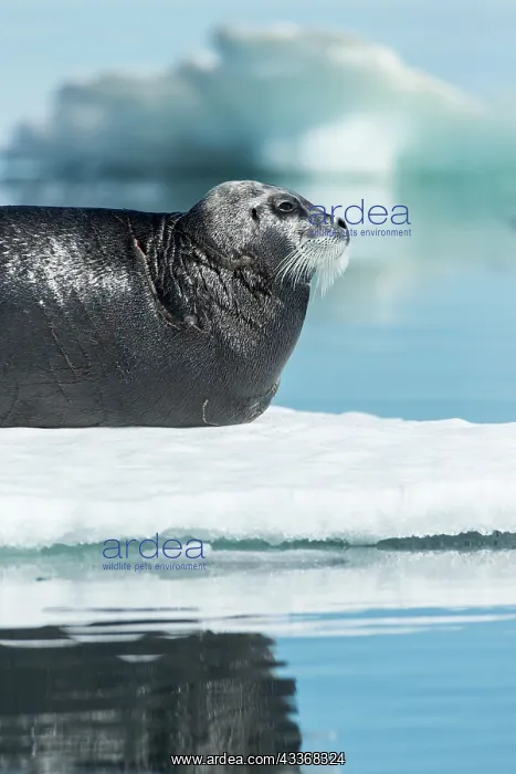 : Bearded Seal (Erignathus barbatus) resting in summer : Bearded Seal (Erignathus barbatus) resting in summer