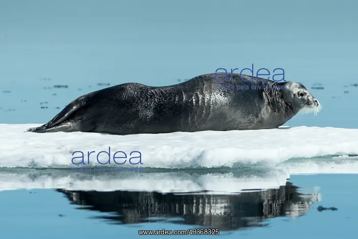 : Bearded Seal (Erignathus barbatus) resting in summer : Bearded Seal (Erignathus barbatus) resting in summer