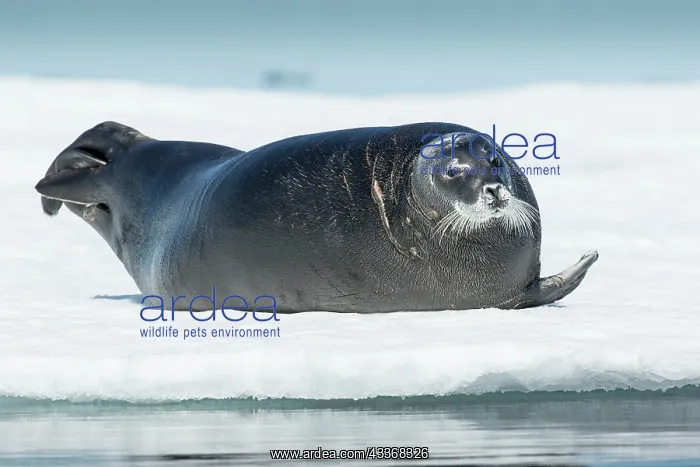 : Bearded Seal (Erignathus barbatus) resting in summer : Bearded Seal (Erignathus barbatus) resting in summer