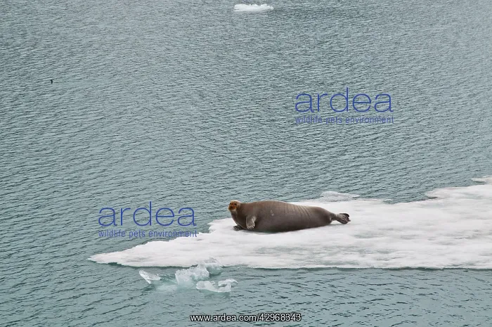 : Bearded Seal - Hauled out on sea ice : Bearded Seal - Hauled out on sea ice