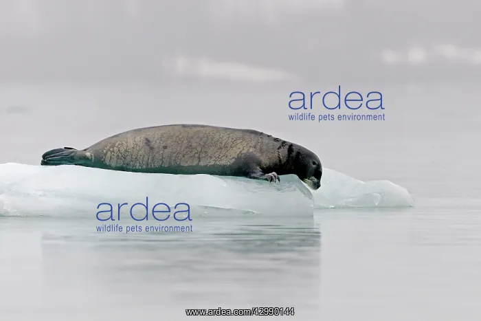 : Bearded Seal - on ice : Bearded Seal - on ice