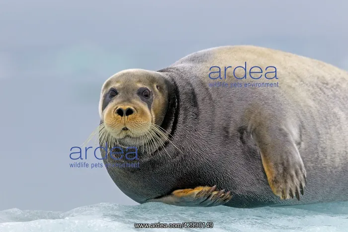 : Bearded Seal - on ice : Bearded Seal - on ice