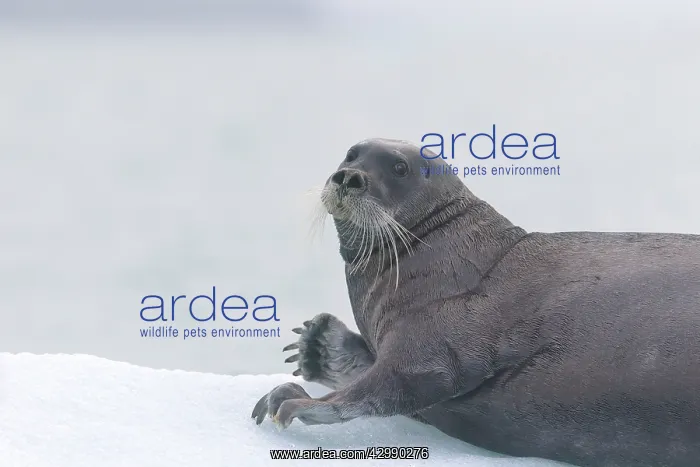 : Bearded Seal - on ice : Bearded Seal - on ice