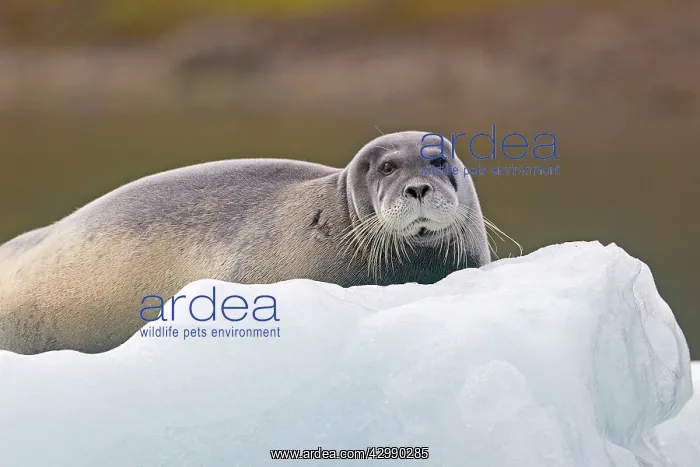 : Bearded Seal - on ice : Bearded Seal - on ice