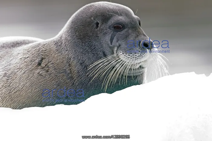 : Bearded Seal - on ice : Bearded Seal - on ice