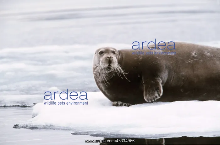 : BEARDED SEAL - ON ICE : BEARDED SEAL - ON ICE