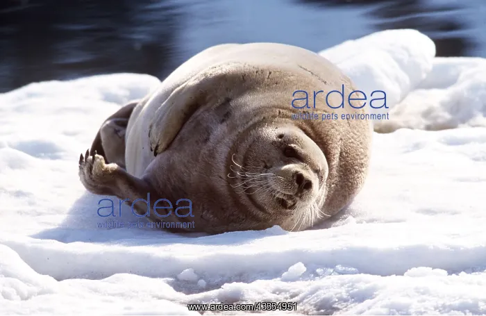: BEARDED SEAL - LYING ON ICE : BEARDED SEAL - LYING ON ICE