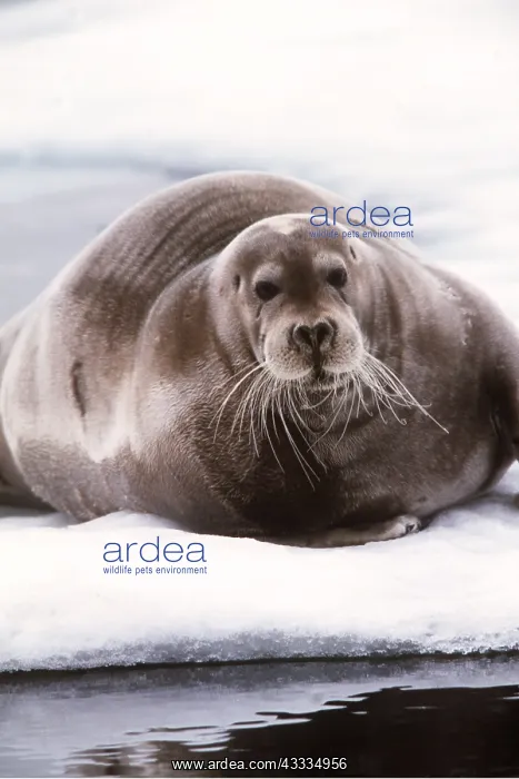 : BEARDED SEAL - LYING ON ICE : BEARDED SEAL - LYING ON ICE