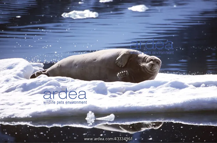 : BEARDED SEAL - lying on ice : BEARDED SEAL - lying on ice