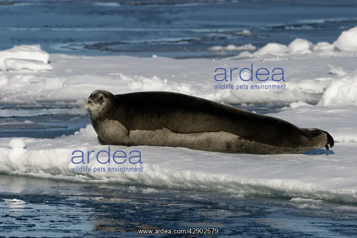 : Bearded Seal - resting on ice : Bearded Seal - resting on ice