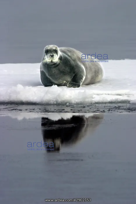 : Bearded Seal - resting on ice : Bearded Seal - resting on ice