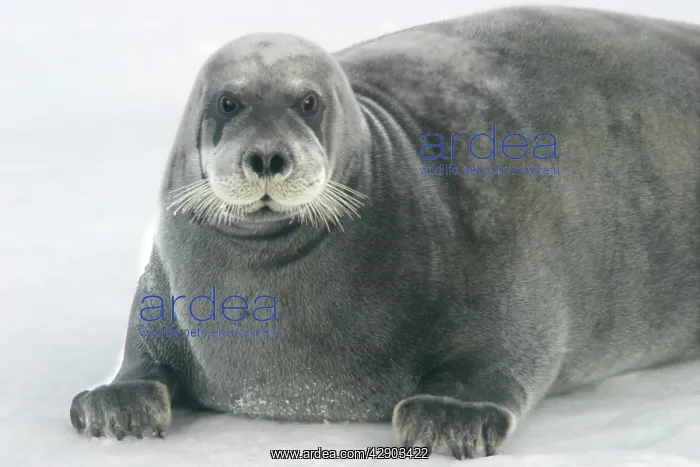 : Bearded Seal - resting on ice : Bearded Seal - resting on ice