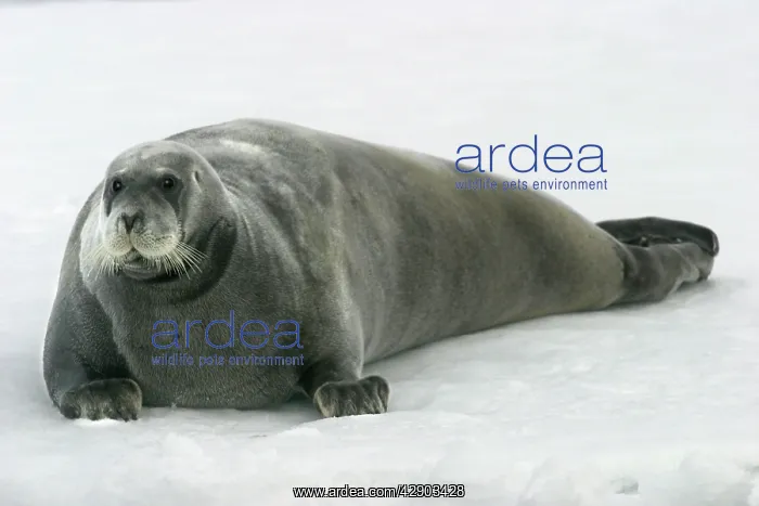 : Bearded Seal - resting on ice : Bearded Seal - resting on ice