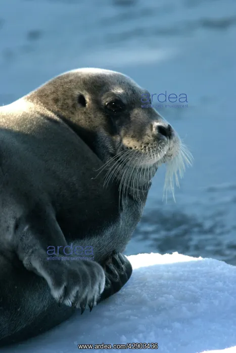 : Bearded Seal - resting on ice : Bearded Seal - resting on ice