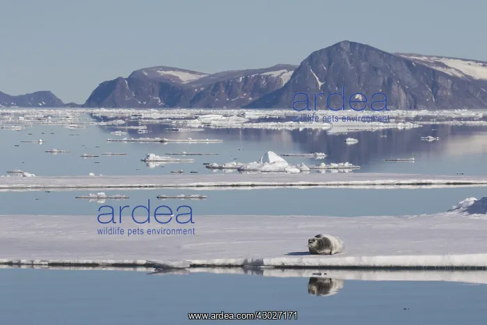 : Bearded Seal - seal resting on an ice floe - Norway : Bearded Seal - seal resting on an ice floe - Norway