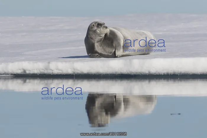 : Bearded Seal - seal resting on an ice floe - Norway : Bearded Seal - seal resting on an ice floe - Norway