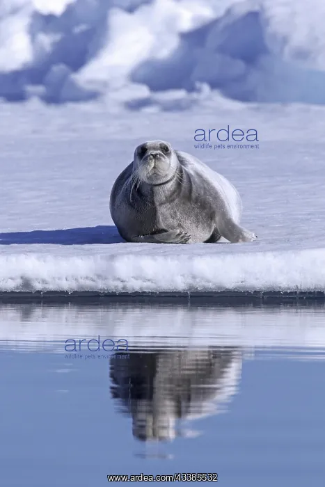 : Bearded seal, square flipper seal (Erignathus barbatus) : Bearded seal, square flipper seal (Erignathus barbatus)