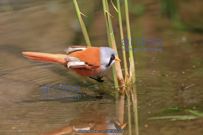 : Bearded Tit : Bearded Tit