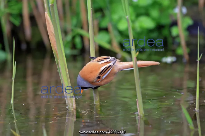 : Bearded Tit : Bearded Tit