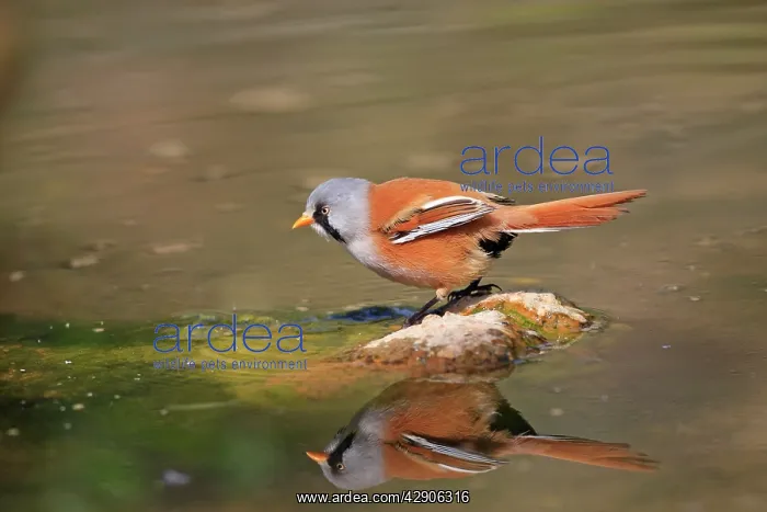 : Bearded Tit : Bearded Tit