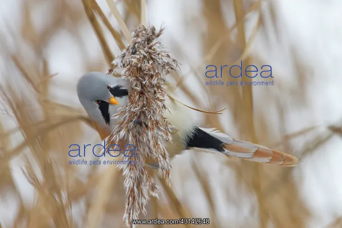  : Bearded Tit