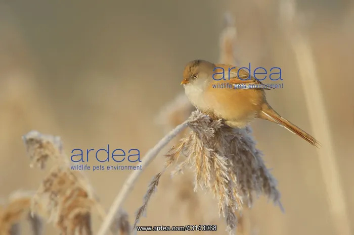 : Bearded Tit : Bearded Tit