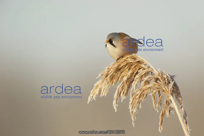  : Bearded Tit