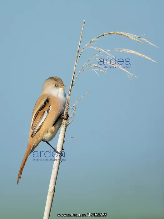 : Bearded Tit : Bearded Tit