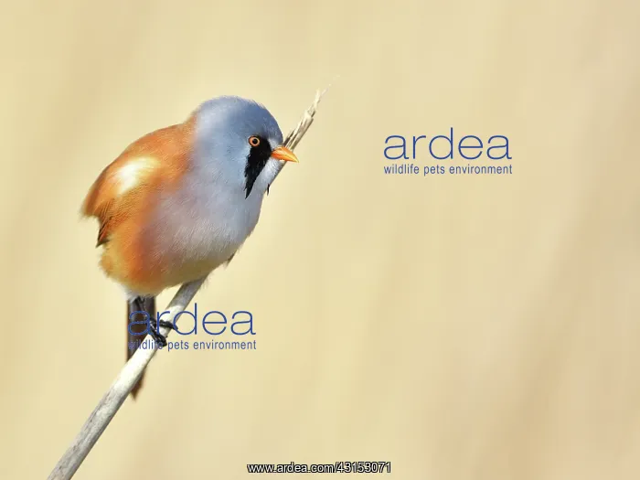 : Bearded Tit : Bearded Tit