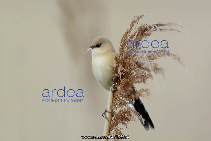 : Bearded Tit : Bearded Tit